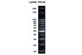 Marcadores De Peso Molecular (Ladder) 100 Pb 500 Ul - 100 Reações - Biotec